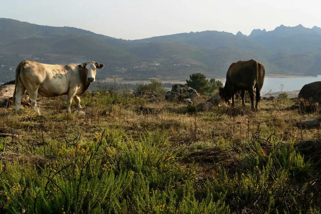 PRESAS "VACIADAS"  EN PROVINCIA DE OURENSE. PRESA DEL R&Iacute;O SALAS (MUI&Ntilde;OS), EN LA RESERVA DE LA BIOSFERA TRANSFRONTERIZA XUR&Eacute;S-G&Ecirc;RES, GESTIONADA POR NATURGY E INVESTIGADA POR LA CONFEDERACI&Oacute;N HIDROGR&Aacute;FICA MI&Ntilde;O-SIL. COLA DEL EMBALSE, ENTRE LOS PUEBLOS DE REQUI&Aacute;S Y GUNTUMIL. OURENSE 23/08/2021