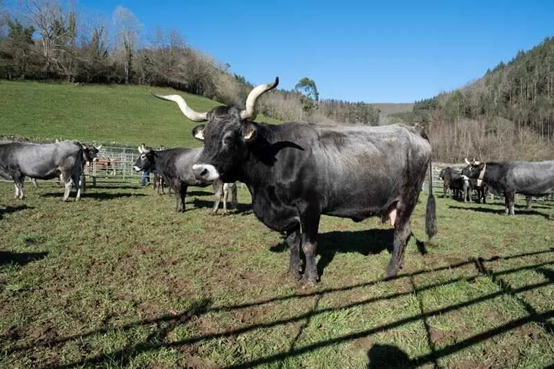 12:30 horas. Valle de Cabu&eacute;rniga. La consejera de Desarrollo Rural, Ganader&iacute;a, Pesca y Alimentaci&oacute;n, Mar&iacute;a Jes&uacute;s Susinos, visita la &ldquo;Feriuca&rdquo; ganadera. 18 de enero de 2025 &copy; Ra&uacute;l Lucio