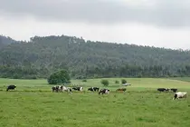 Prao Vacas Pastando Verde Paisaje