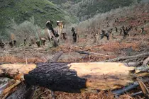 Vilar, O Courel, Lugo. Seaga comienza la tala del Souto de Vilar, quiz&aacute; el mejor ejemplo de Souto de aprovechamiento tradicional en Galicia y arrasado por los incendios del verano de 2022, donde m&aacute;s de 10.000has quedaron calcinadas en la Serra do Courel. El Souto estaba compuesto de m&aacute;s de 1000 casta&ntilde;os centenarios, con ejemplares que superaban los 500 a&ntilde;os de vida y que supon&iacute;an una gran ayuda para los vecinos courelaos debido al aprovechamiento de la riqueza generada por el Souto en forma de casta&ntilde;as, madera y micolog&iacute;a. La madera obtenida en la tala quedar&aacute; en propiedad de la comunidad de montes, que tratar&aacute; de obtener el mejor precio posible con su venta.