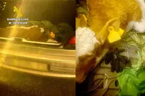 WhatsApp Image 2026-02-03 at 13.21.24