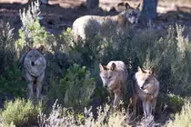 Robledo de Sanabria. El Centro del Lobo de Castilla y Leon alberga en sus instalaciones 11 ejemplares de Lobo Iberico (Canis Lupus Signatus) en situacion de semilibertad y esta abierto tres dias a la semana durante todo el a&ntilde;o. El Centro, abierto en 2015, intenta divulgar la  convivencia historica entre lobo y ser humano en la Sierra de la Culebra, lugar de mayor concentracion de este canido en el sur de Europa.