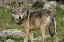 LOBO