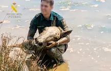 rescate caballos