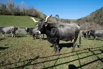12:30 horas. Valle de Cabu&eacute;rniga. La consejera de Desarrollo Rural, Ganader&iacute;a, Pesca y Alimentaci&oacute;n, Mar&iacute;a Jes&uacute;s Susinos, visita la &ldquo;Feriuca&rdquo; ganadera. 18 de enero de 2025 &copy; Ra&uacute;l Lucio