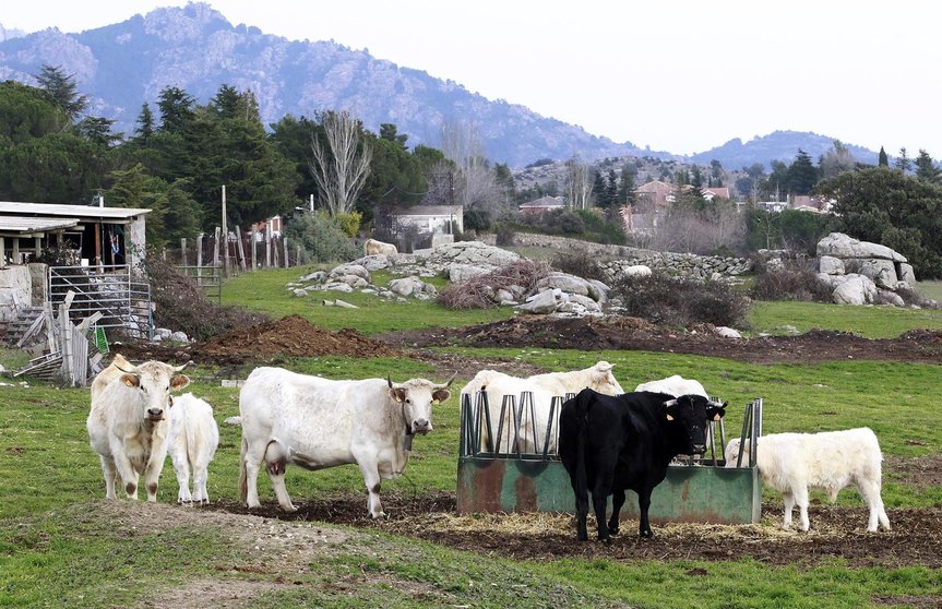 Unión de Uniones alerta sobre la pérdida de 1.800 ganaderos lácteos en un año
