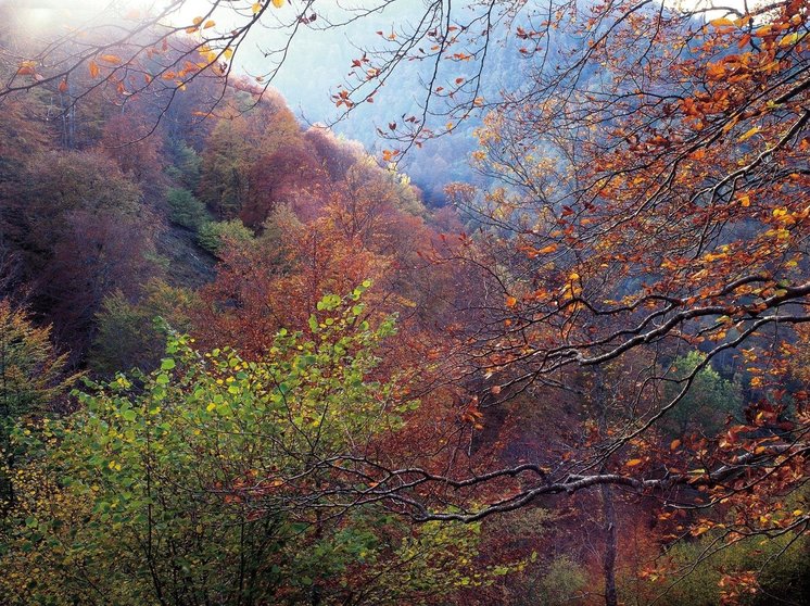 Bosque, árboles, otoño, paisaje, naturaleza.