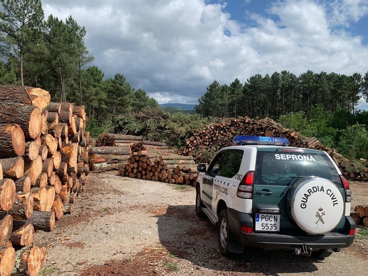 Una persona detenida y 14 investigadas de una organización desarticulada por comercializar madera infectada en la provincia de Pontevedra.