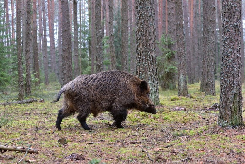 Big wild boar walking in a green forest