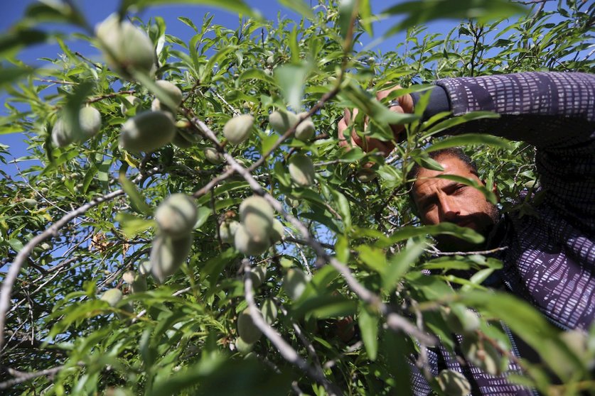 29 March 2020, Palestinian Territories, Khan Younis: A Palestinian farmer harvests almonds at a field. Photo: Ashraf Amra/APA Images via ZUMA Wire/dpa
