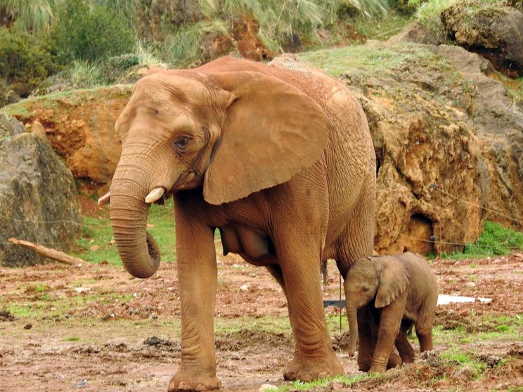 Foto De Elefanta Nacida En Pn Cabárceno El 22 De Febrero De 2020