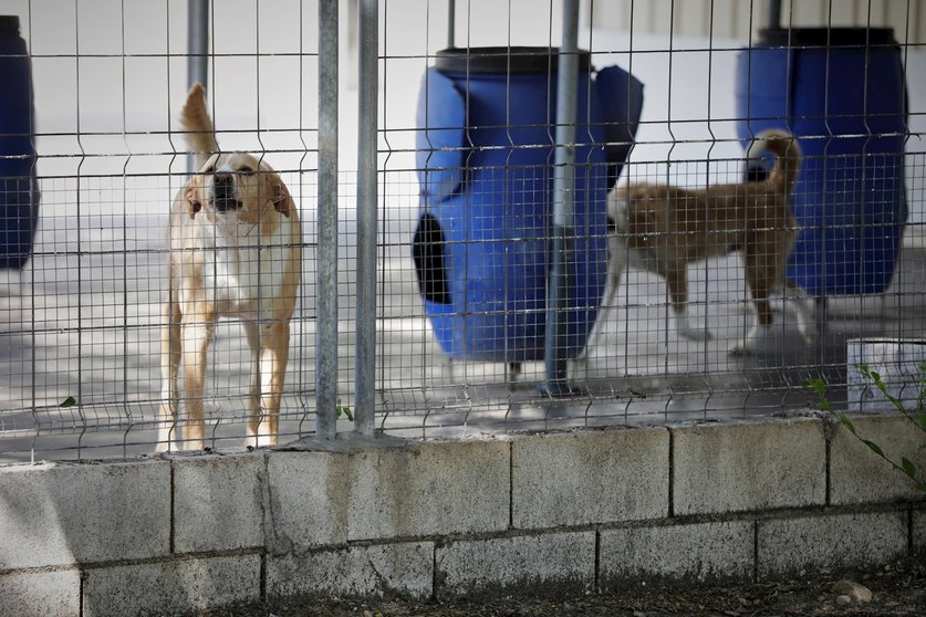 Varios perros apoyados en la verja de las instalaciones adecuadas en el albergue San Francisco de Asis de la Sociedad Protectora de Animales y Plantas de Madrid (SPAP)