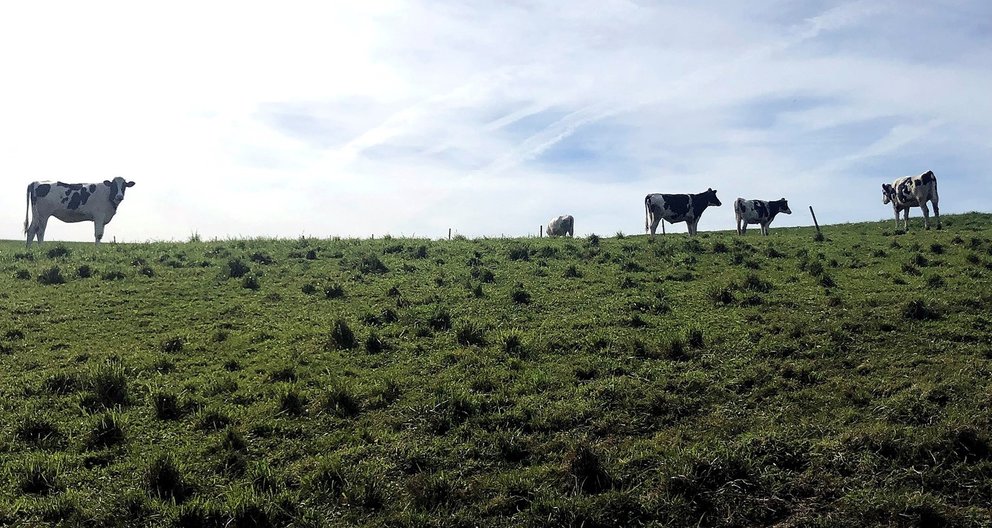 Archivo - Vacas en un campo