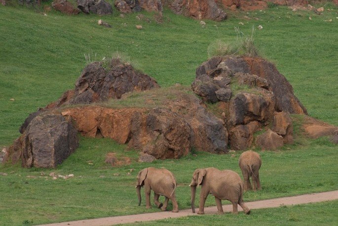 Archivo - Elefantes en Cabárceno 