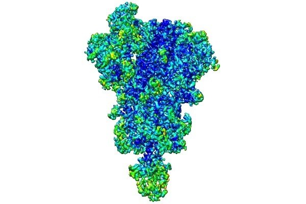 Archivo - Reconstrucción en 3D de la proteína spike del SARS-CoV-2