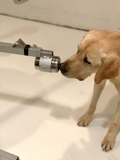 Poncho, un labrador de dos años y medio, fue uno de los perros entrenados para comprobar si su sensible olfato y el de sus compañeros podían discriminar las muestras positivas del SARS-CoV-2. Fueron capaces de hacerlo con una precisión del 96%.