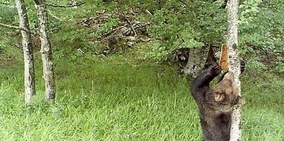 Un oso pardo retira la corteza con la que los investigadores taparon marcas en un árbol. / CSIC