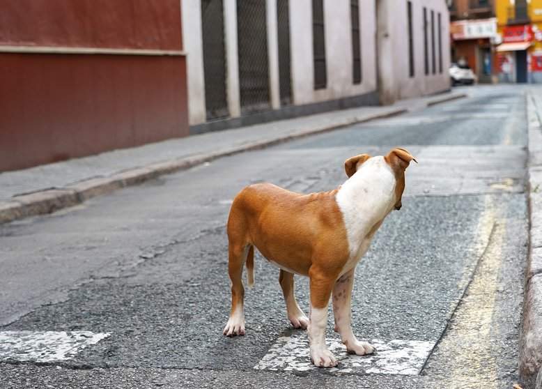 Archivo - Perro abandonado en una calle céntrica de Sevilla los 40 dias de estado de alarma en Sevilla a 23 abril del 2020