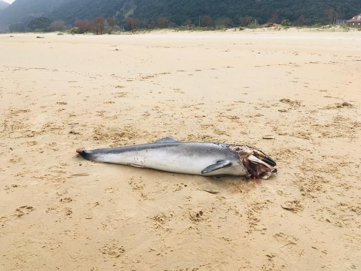 Cría de delfín aparece muerta en la playa de Helguera, en Noja (Cantabria) y con varias heridas en el cuerpo, al parecer por golpearse con las rocas