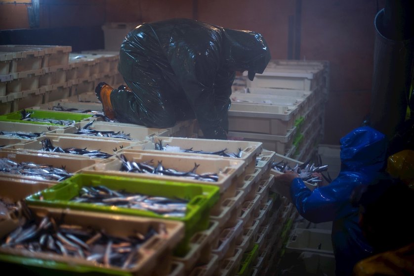 La captura de los peces no se toca con las manos en ningún momento del proceso. Imagen de los marineros organizando las cajas en la bodega del barco  .