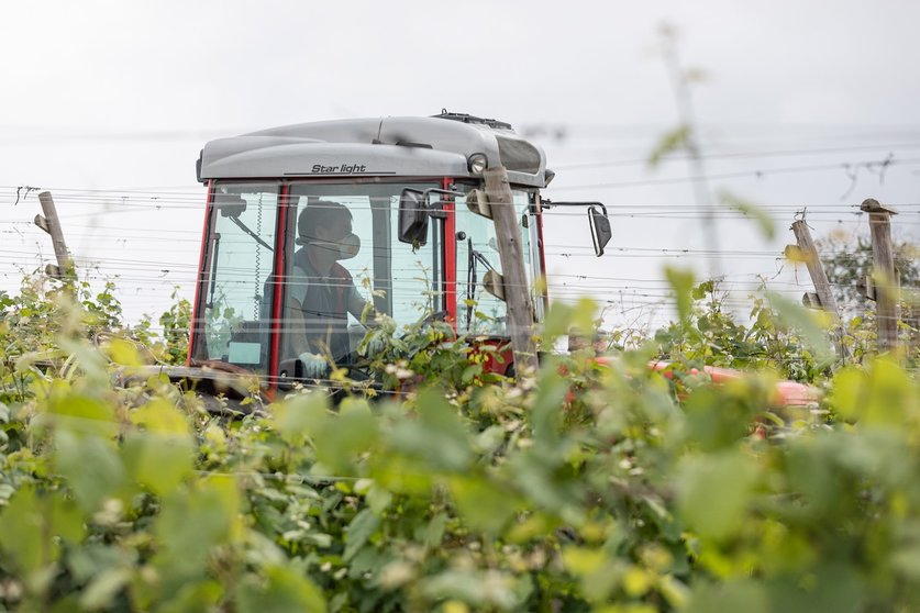 Un trabajador montado en un tractor trabaja en los viñedos de la empresa Txakoli Txabarri 