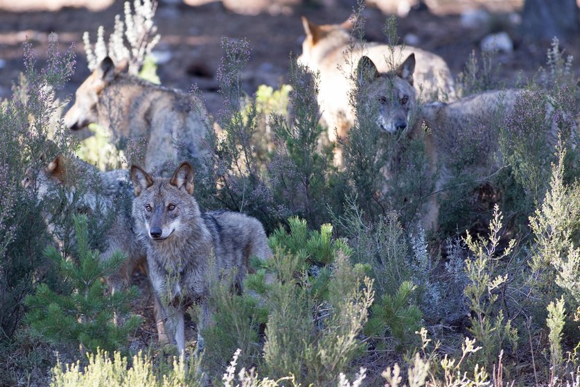 Varios lobos ibéricos del Centro del Lobo Ibérico en localidad de Robledo de Sanabria. Archivo
