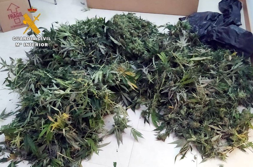 Plantas de marihuana intervenidas en Saro