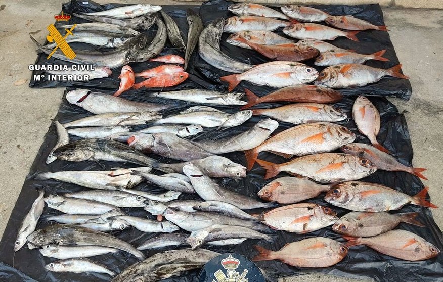 Pescado intervenido en la operación en el puerto Marina de Santander