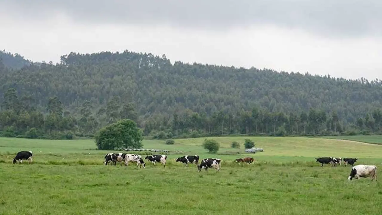 Prao Vacas Pastando Verde Paisaje