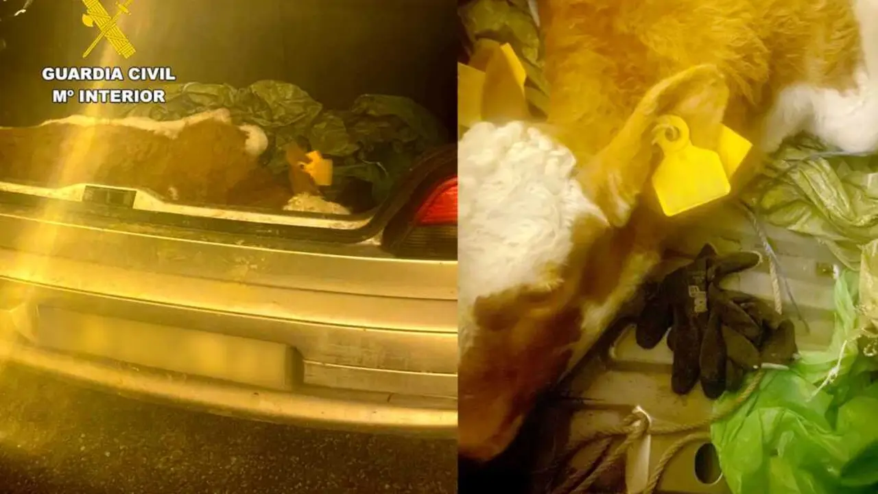 WhatsApp Image 2026-02-03 at 13.21.24