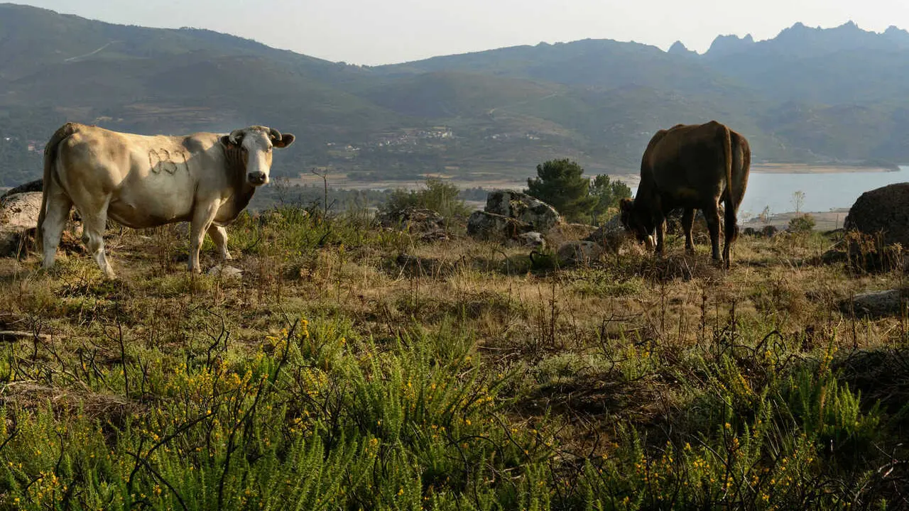 PRESAS "VACIADAS"  EN PROVINCIA DE OURENSE. PRESA DEL R&Iacute;O SALAS (MUI&Ntilde;OS), EN LA RESERVA DE LA BIOSFERA TRANSFRONTERIZA XUR&Eacute;S-G&Ecirc;RES, GESTIONADA POR NATURGY E INVESTIGADA POR LA CONFEDERACI&Oacute;N HIDROGR&Aacute;FICA MI&Ntilde;O-SIL. COLA DEL EMBALSE, ENTRE LOS PUEBLOS DE REQUI&Aacute;S Y GUNTUMIL. OURENSE 23/08/2021