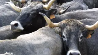 vacas tudancas
25 sep 04
Nacho Romero &copy;