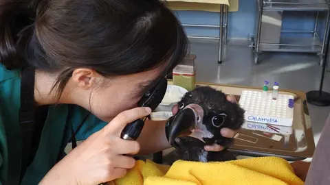 Una veterinaria con uno de los buitres del programa