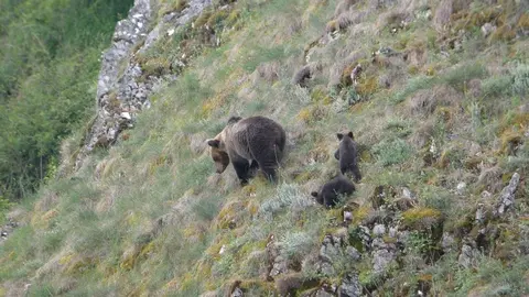 Osa con unas cr&iacute;as
