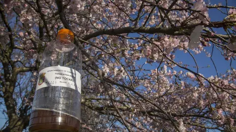 Trampa para la avispa asi&aacute;tica en Camargo