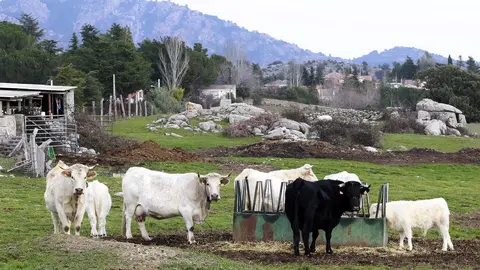 Uni&oacute;n de Uniones alerta sobre la p&eacute;rdida de 1.800 ganaderos l&aacute;cteos en un a&ntilde;o
