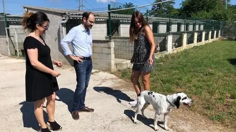 Proyectos Refugio Canino Torres