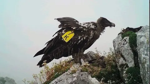 El Quebrantahuesos 'Sol' liberado en el Parque Nacional de Picos de Europa.