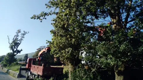 Ecologistas en Acci&oacute;n y Equo denuncian la tala de cagigas centenarias en La Cavada