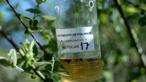 Trampa de avispa asi&aacute;tica