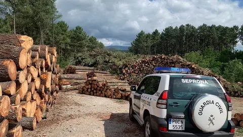 Una persona detenida y 14 investigadas de una organizaci&oacute;n desarticulada por comercializar madera infectada en la provincia de Pontevedra.