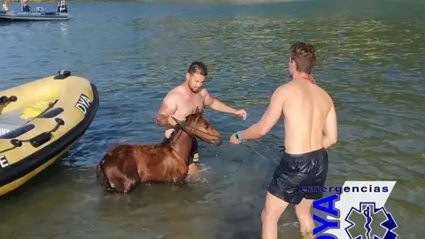 La DYA rescata a un potrillo de una zona de acantilados