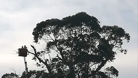 El Eucalipt&oacute;n de Viernoles