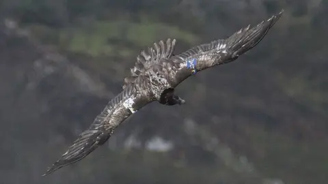 El quebrantahuesos 'Esperanza'.