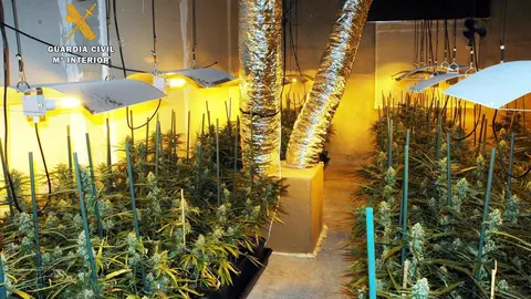 Plantaci&oacute;n de casi 500 plantas de marihuana en Parbay&oacute;n