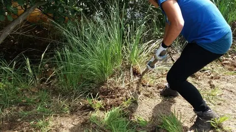 Voluntarios en Alday quitando plumero