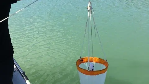 Control de mejill&oacute;n cebra