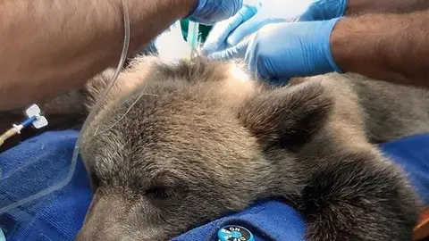 La osa Saba en el centro de recuperaci&oacute;n de Fauna Silvestre de Villaescusa.