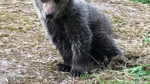 La osezna recogida en Proaza (Asturias)