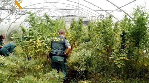 Rdo. Nota De Prensa Guardia Civil (Localizado Un Invernadero Con Marihuana En Una Explotaci&oacute;n De Tomates)